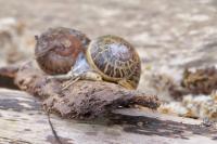 Cornu aspersum