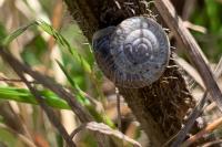 Xeroplexa intersecta