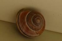 Cepaea nemoralis