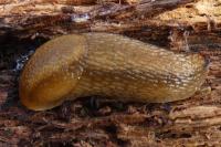 Arion subfuscus