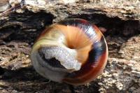 Cepaea nemoralis