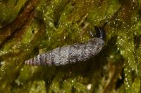 Clausilia bidentata