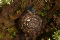 Gonyodiscus rotundatus