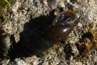 Omphiscola glabra