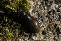 Omphiscola glabra