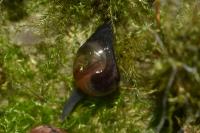 Semilimax pyrenaicus