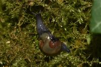 Semilimax pyrenaicus