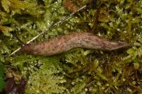 Deroceras reticulatum