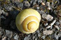 Cepaea nemoralis