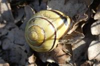 Cepaea nemoralis