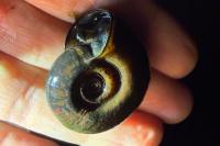Planorbarius corneus