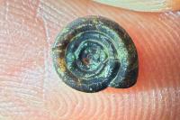 Anisus