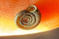Anisus