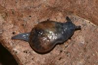 Semilimax pyrenaicus