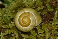 Cepaea nemoralis