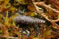 Clausilia bidentata