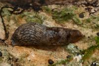 Deroceras reticulatum