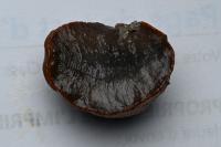 Arion rufus/vulgaris