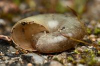 Oxychilus draparnaudi