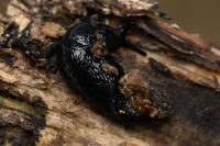 Arion hortensis