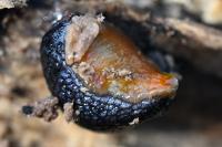 Arion hortensis