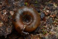 Gonyodiscus rotundatus