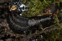 Limax maximus