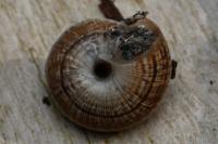 Xeroplexa intersecta