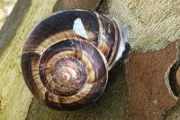Helix lucorum