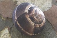 Helix lucorum