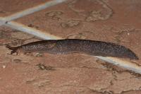 Limax cinereoniger