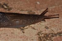 Limax cinereoniger