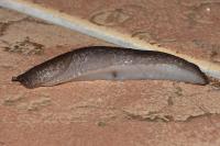 Limax cinereoniger