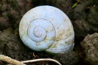 Helix pomatia