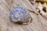 Cornu aspersum