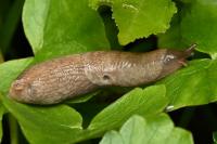 Deroceras reticulatum