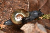 Semilimax pyrenaicus