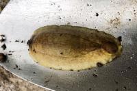 Testacella haliotidea