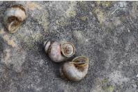 Pomatias elegans