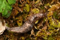 Deroceras reticulatum