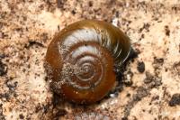 Oxychilus draparnaudi