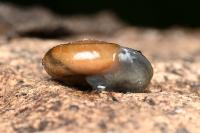 Oxychilus draparnaudi