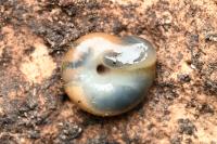 Oxychilus draparnaudi