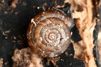 Gonyodiscus rotundatus