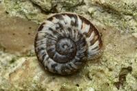 Xeroplexa intersecta