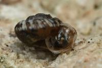 Xeroplexa intersecta