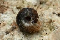 Xeroplexa intersecta