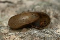 Oxychilus draparnaudi