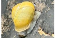 Cepaea hortensis