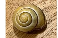 Cepaea nemoralis